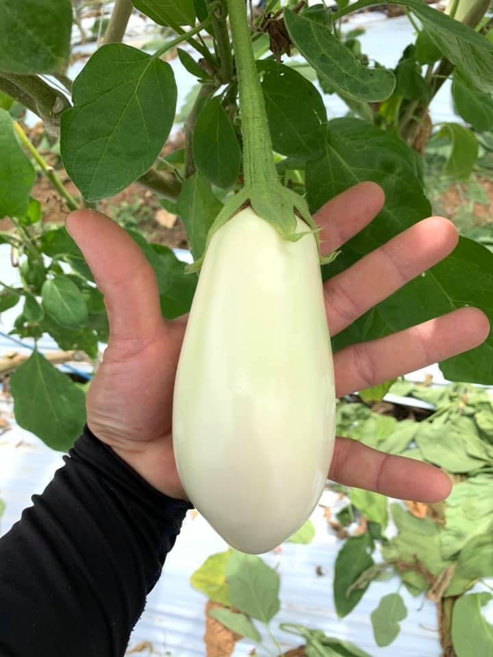 高知県の茄子農家が本気で作る白茄子の美味さを伝えたい Campfire キャンプファイヤー 高知県の茄子農家が本気で作る白茄子の美味さを伝えたい Campfire キャンプファイヤー