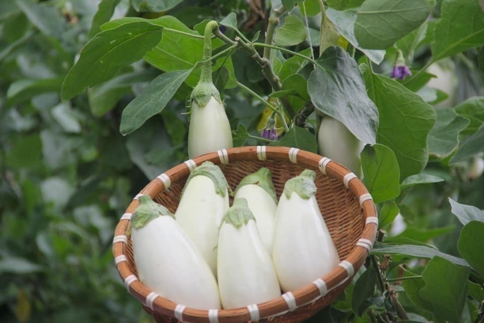 高知県の茄子農家が本気で作る白茄子の美味さを伝えたい。 - CAMPFIRE