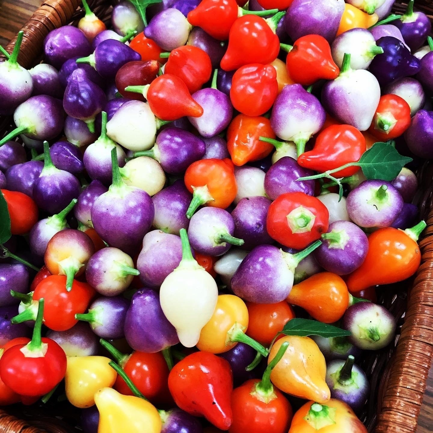 市場 ふるさと納税 島唐辛子 コーレーグス