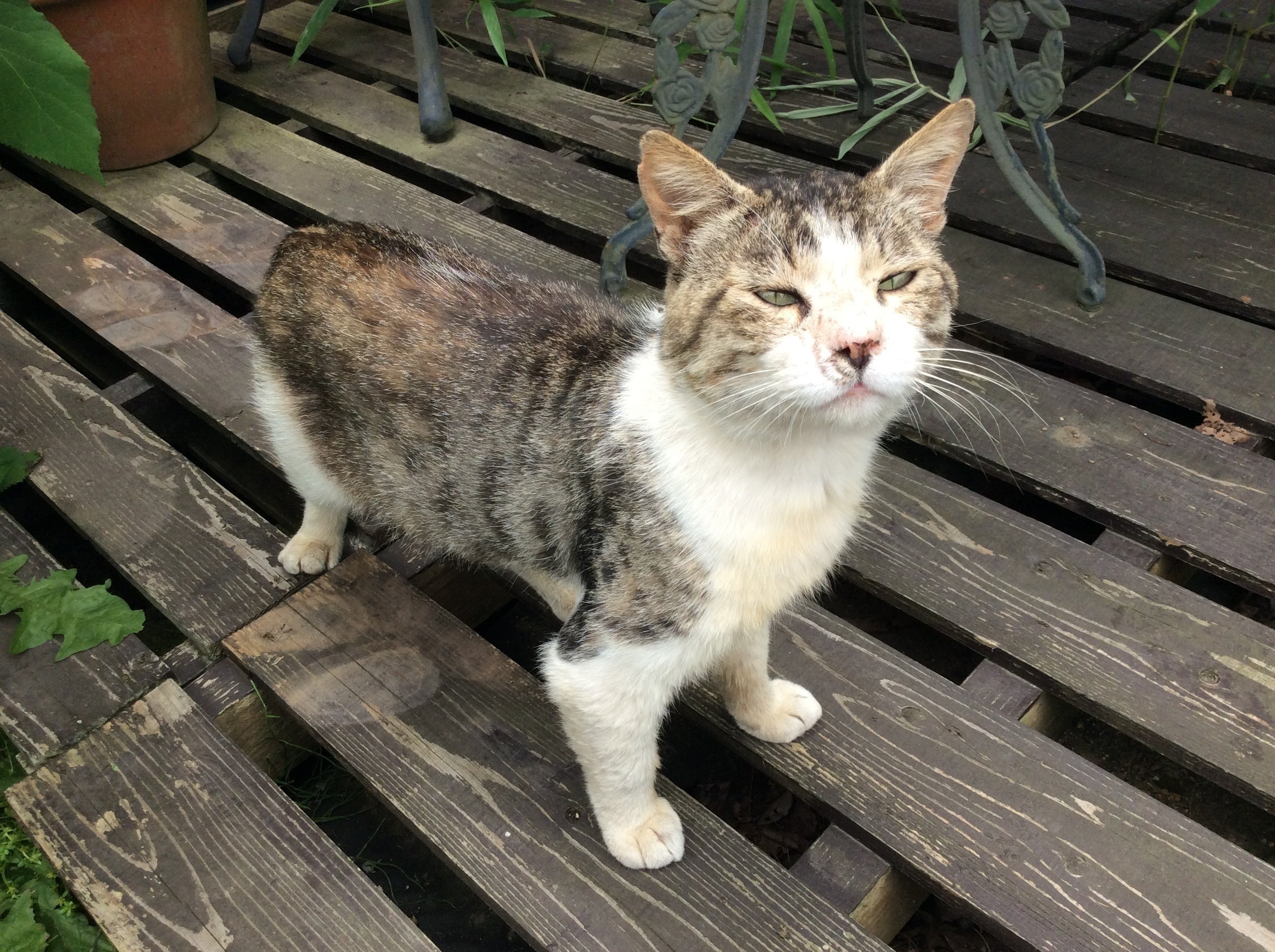 野良猫の避妊、去勢手術をして、快適猫庭で過ごしてもらいたい 