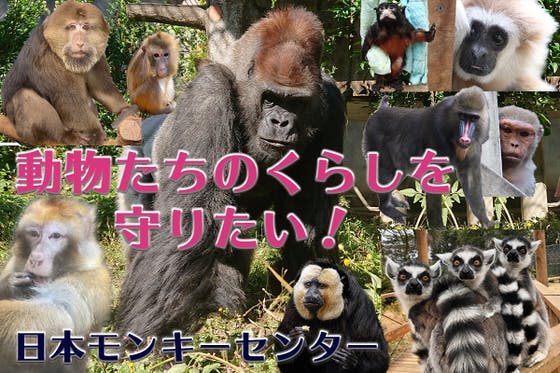 【日本モンキーセンター】大切な動物たちのくらしを守りたい！