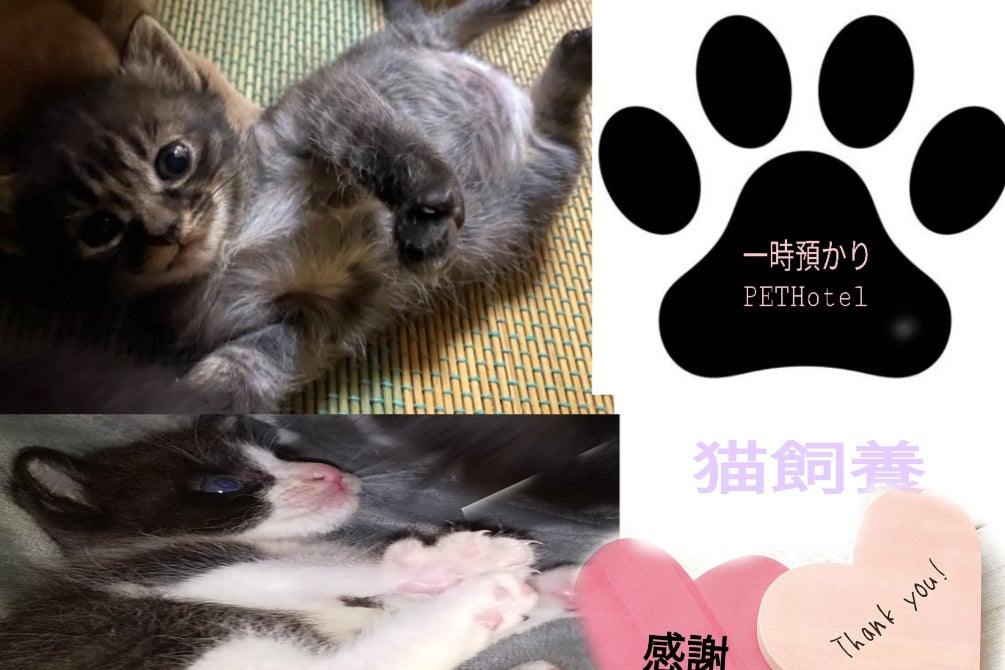 保護猫のためのお部屋ペットホテルで保護猫を助けたい Campfire キャンプファイヤー