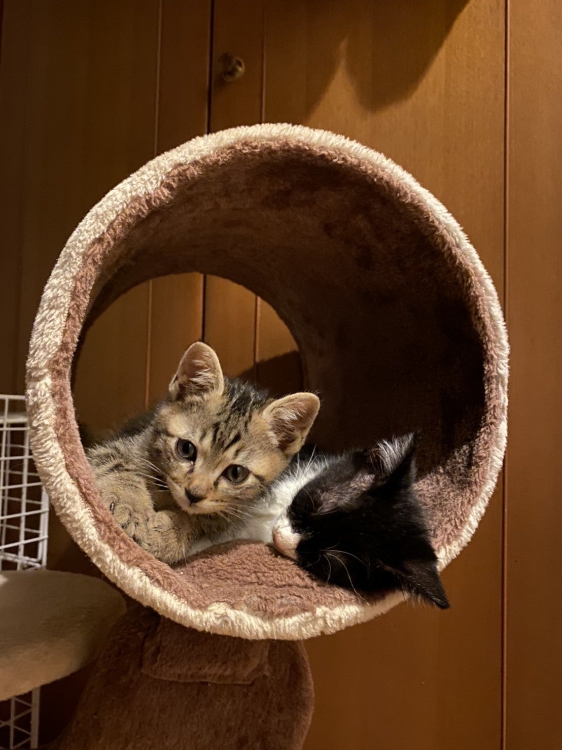 保護猫シェルターをdiyで作る ずっとの家族を待つ間の居場所作り Campfire キャンプファイヤー 保護猫シェルターをdiyで作る ずっとの家族を待つ間の居場所作り Campfire キャンプファイヤー
