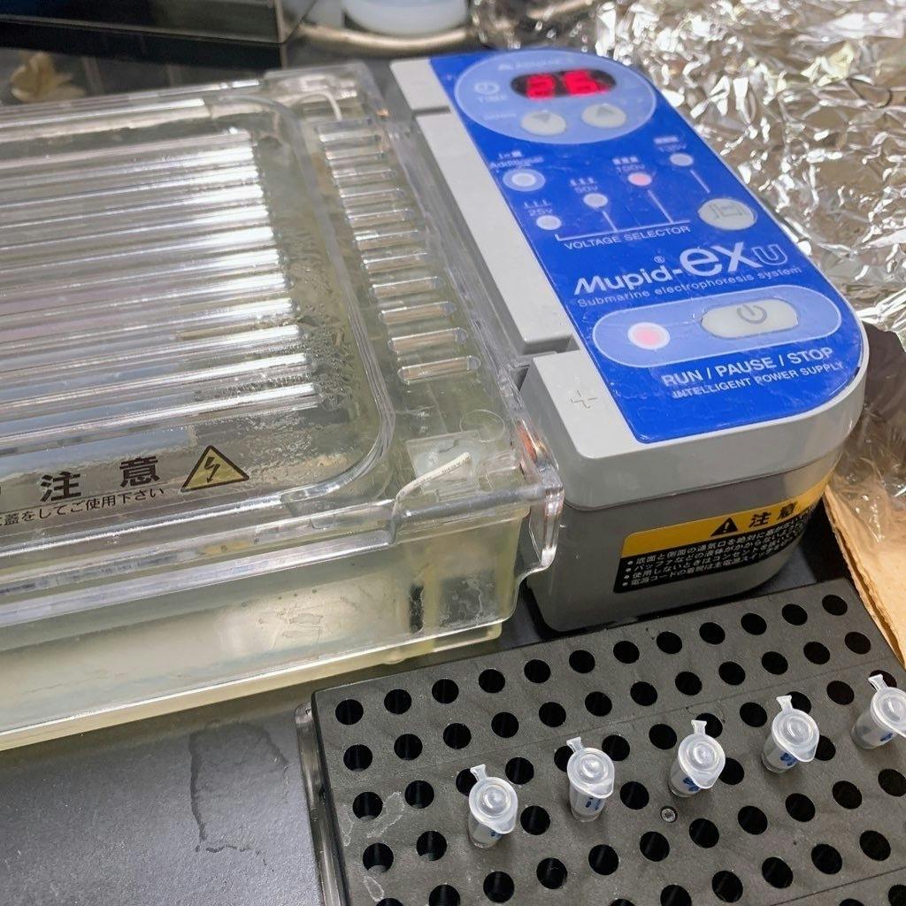 岐阜大学から世界へ挑戦 合成生物学の国際大会 Igem で金賞をとりたい Campfire キャンプファイヤー 岐阜大学から世界へ挑戦 合成生物学の国際大会 Igem で金賞をとりたい Campfire キャンプファイヤー