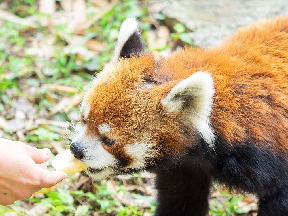 大自然の動物ファミリー(8冊セット) - ノンフィクション/教養