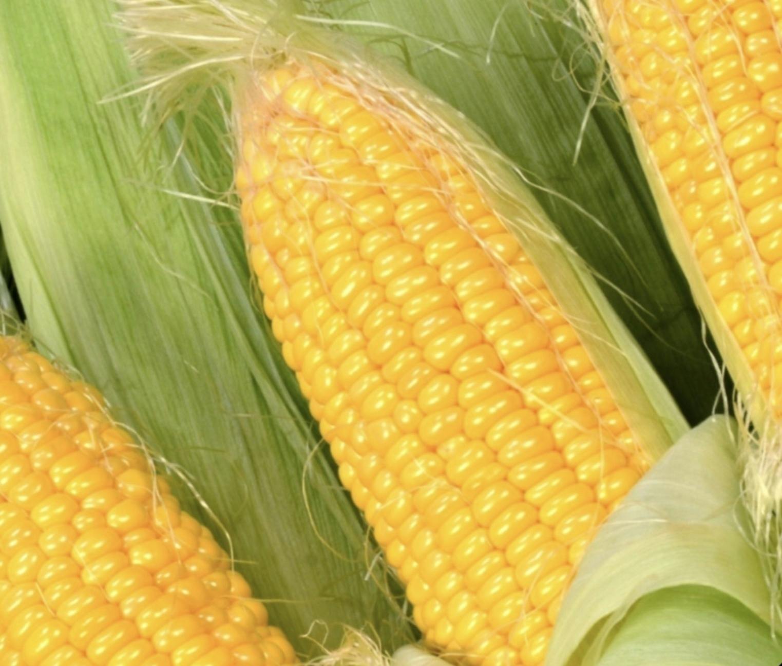 助けてコロナ危機で行き場に困る 有機オーガニックとうもろこし Campfire キャンプファイヤー 助けてコロナ危機で行き場に困る 有機オーガニックとうもろこし Campfire キャンプファイヤー