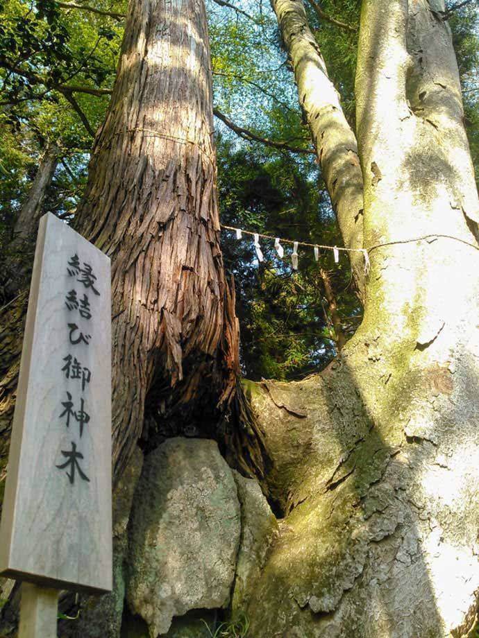1252年の歴史をもつ縁結び神社を守り後世に継承していきたい Campfire キャンプファイヤー 1252年の歴史をもつ縁結び神社を守り後世に継承していきたい Campfire キャンプファイヤー
