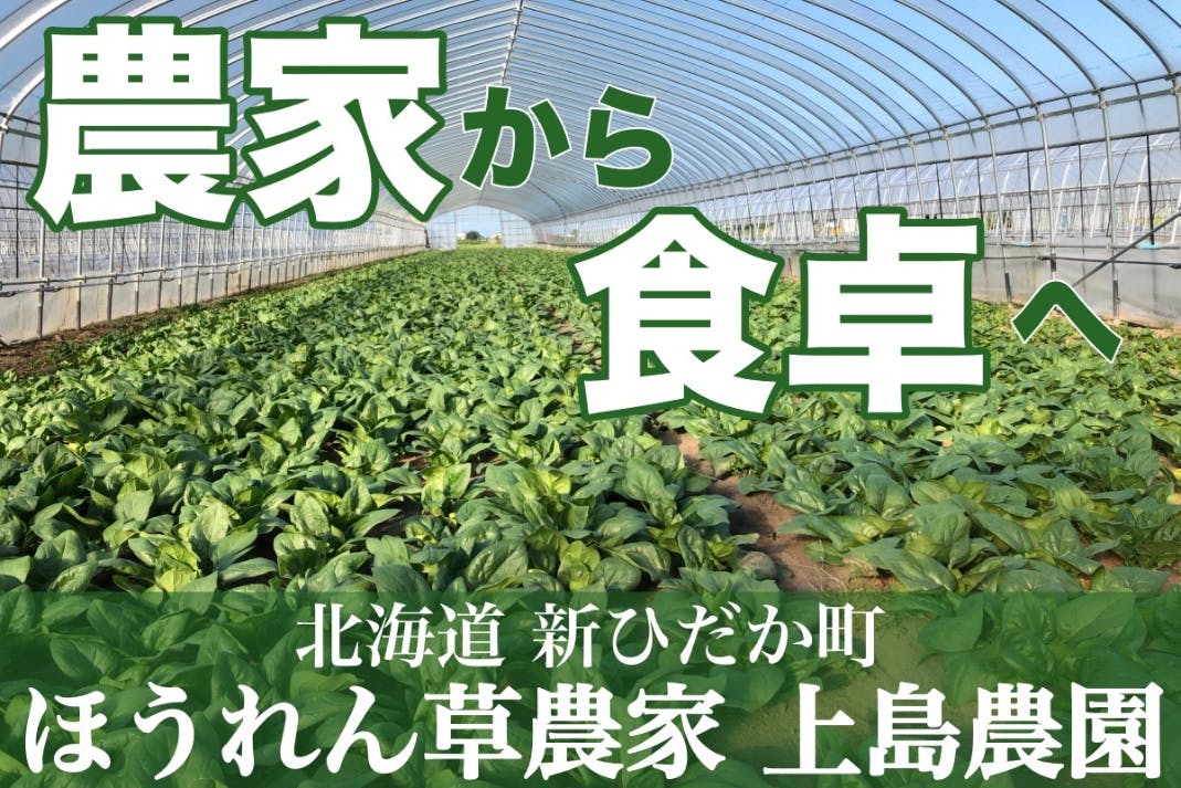 行き場を失った2トンのほうれん草を活かしたい Campfire キャンプファイヤー