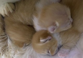 大雨被害で猫舎が全損!新しい猫舎を再開したい! - CAMPFIRE