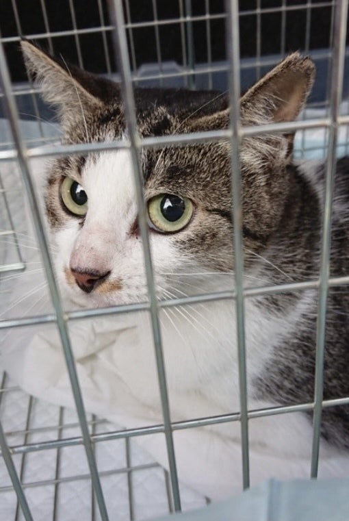 2番目のメイン画像