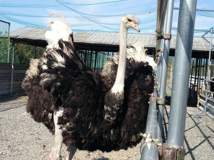 低カロリー 低脂肪 高タンパクで美味しい 環境に優しいダチョウ肉を普及させよう Campfire キャンプファイヤー 低カロリー 低脂肪 高タンパクで美味しい 環境に優しいダチョウ肉を普及させよう Campfire キャンプファイヤー