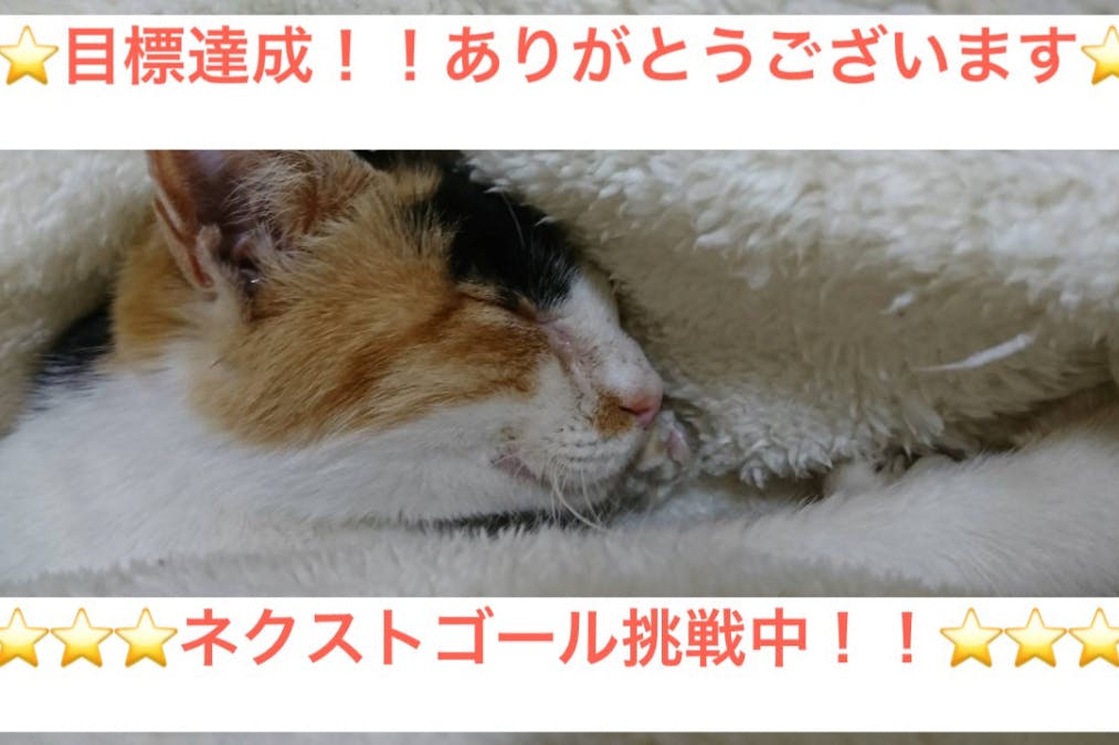 伊勢保健所ボランティアの願い 保護猫シェルターを完成させたい Campfire キャンプファイヤー