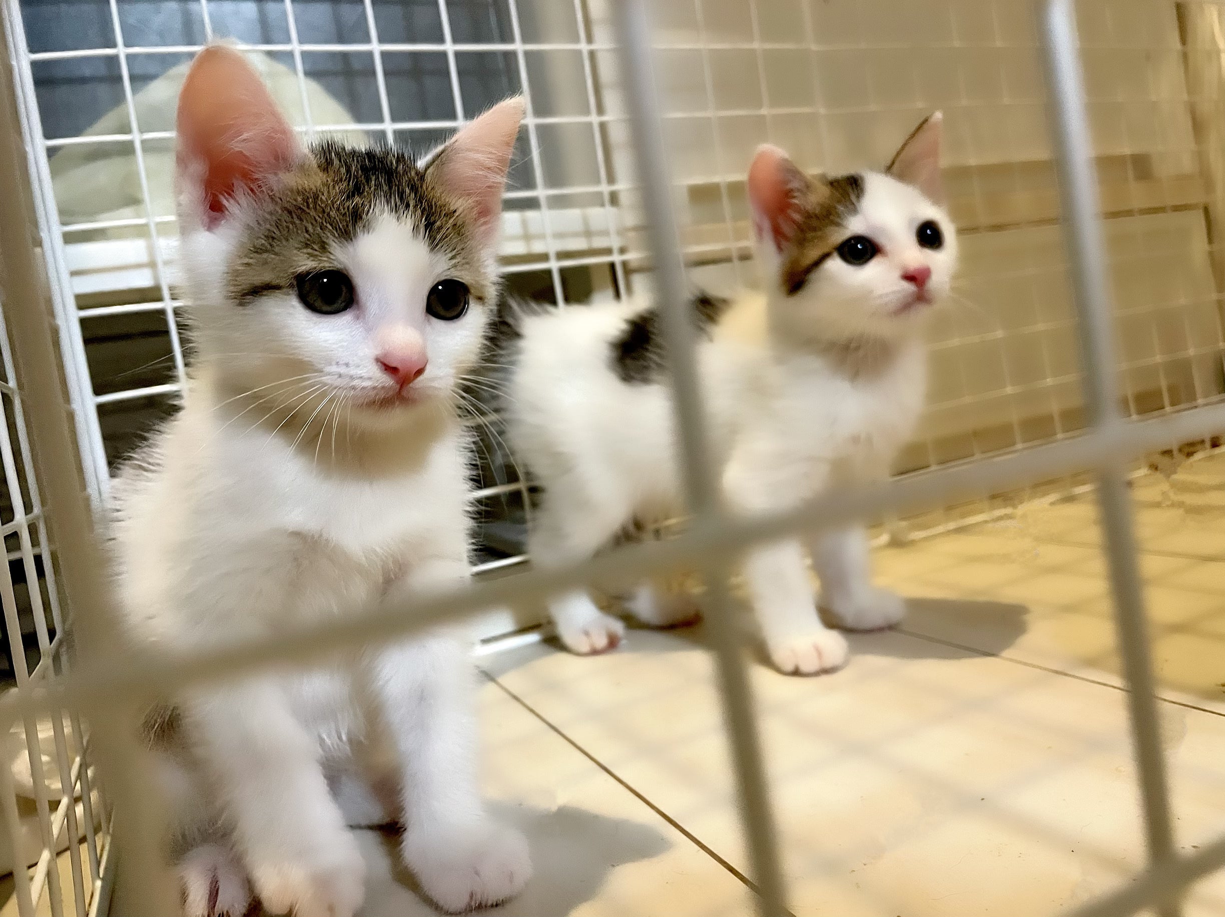 ずっとのおうちを見つけるまでの居場所 いずみおおつ保護猫シェルター計画 Campfire キャンプファイヤー ずっとのおうちを見つけるまでの居場所 いずみおおつ保護猫シェルター計画 Campfire キャンプファイヤー