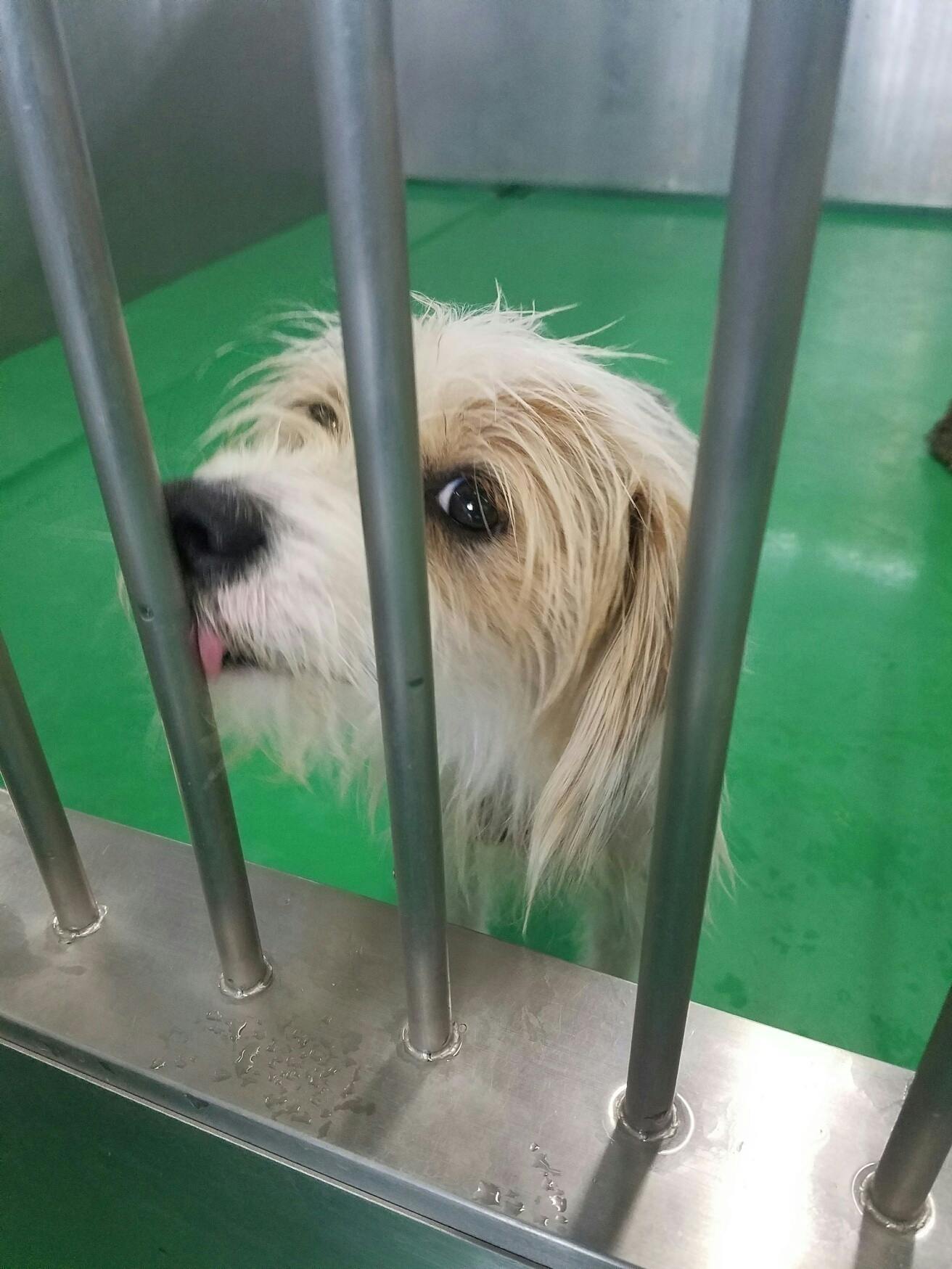 ★沖縄の犬たちを救いたい★