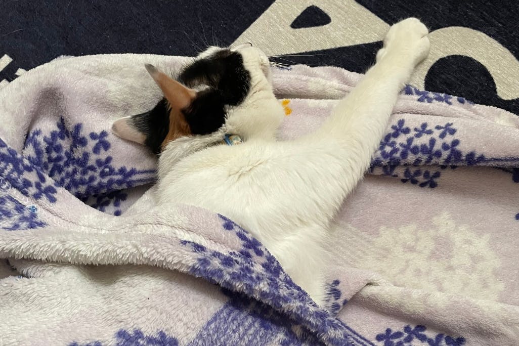 あなたのお悩みで、野良猫の避妊去勢手術ができます。