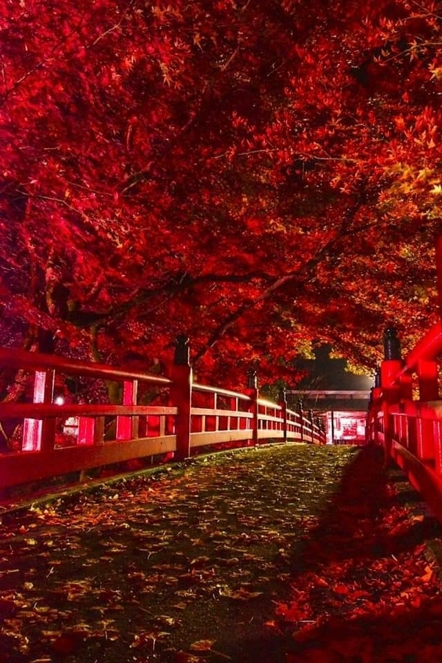 竹灯り　彩シリーズ　〜紅葉季節の移ろい〜　竹灯籠　孟宗竹 竹灯り 彩シリーズ 〜紅葉季節の移ろい〜 竹灯籠 孟宗竹 | iichi