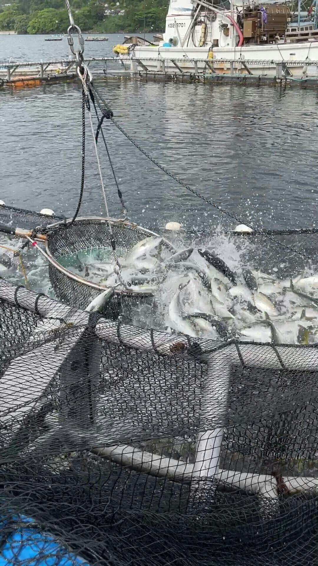 父が残してくれたハマチの養殖業を復活させたい Campfire キャンプファイヤー 父が残してくれたハマチの養殖業を復活させたい Campfire キャンプファイヤー