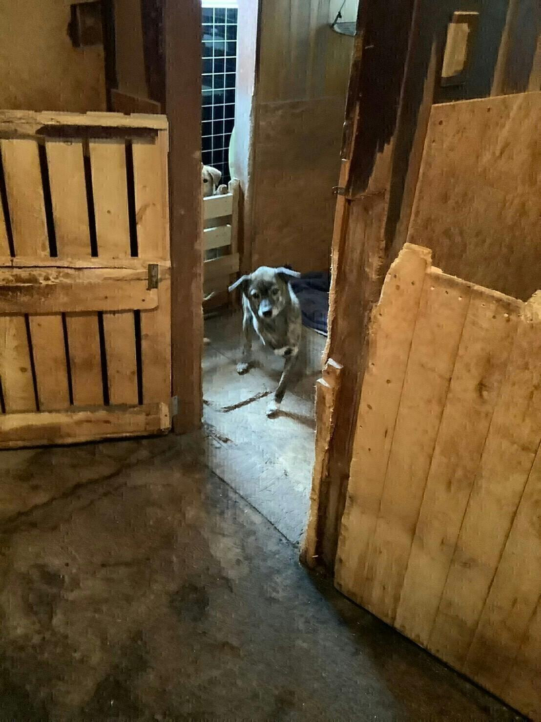 捨て犬61匹を殺処分から守りたい 犬の保護活動を持続したい Campfire キャンプファイヤー 捨て犬61匹を殺処分から守りたい 犬の保護活動を持続したい Campfire キャンプファイヤー