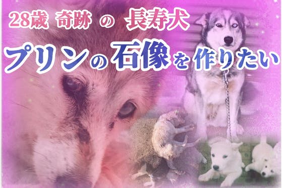 28歳まで生きた長寿犬 プリンの石像を作りたい の支援者一覧 Campfire キャンプファイヤー