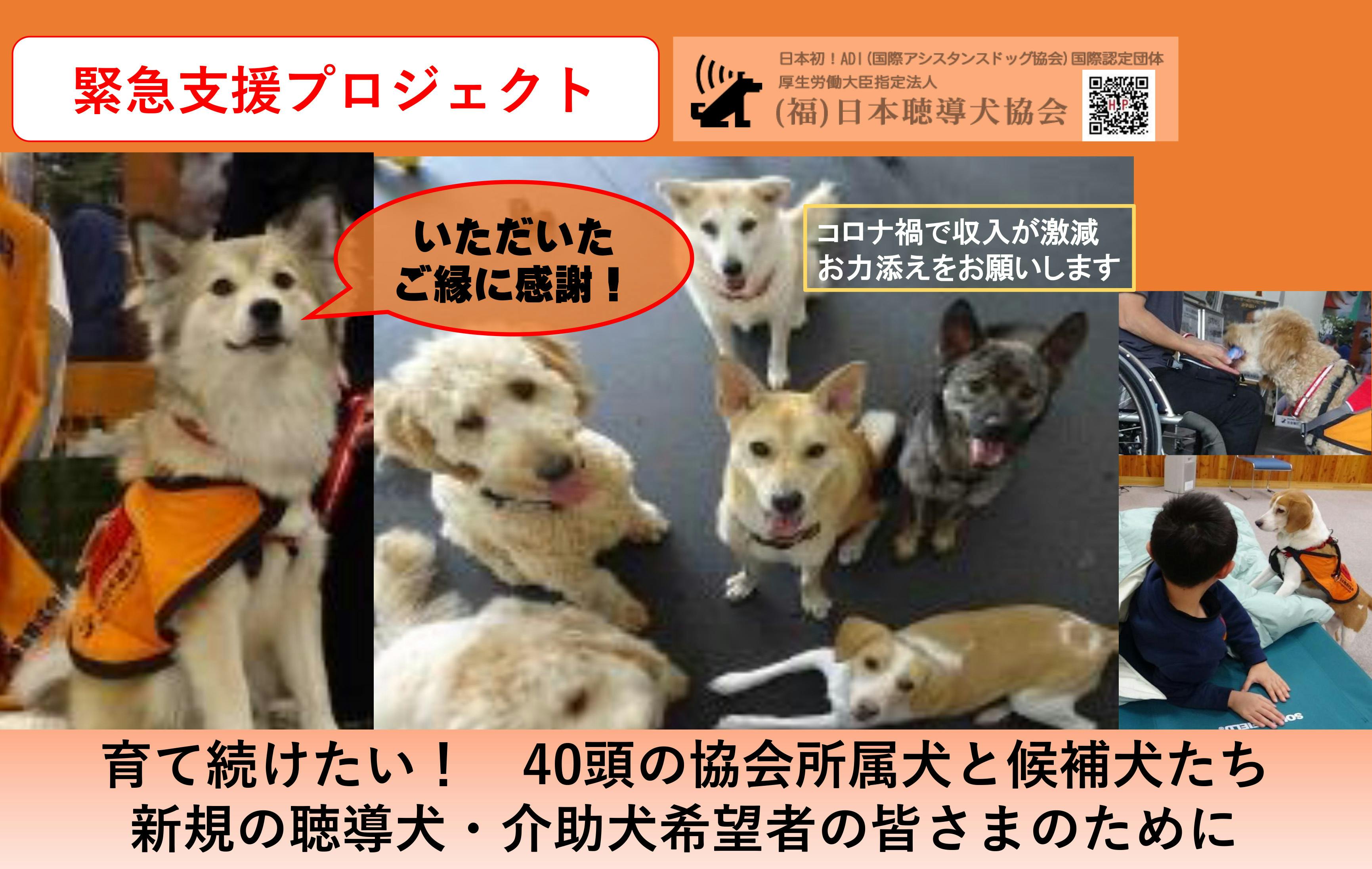 激減する収入 増える聴導犬 介助犬希望 コロナ乗越え 補助犬育成を継続したい Campfire キャンプファイヤー