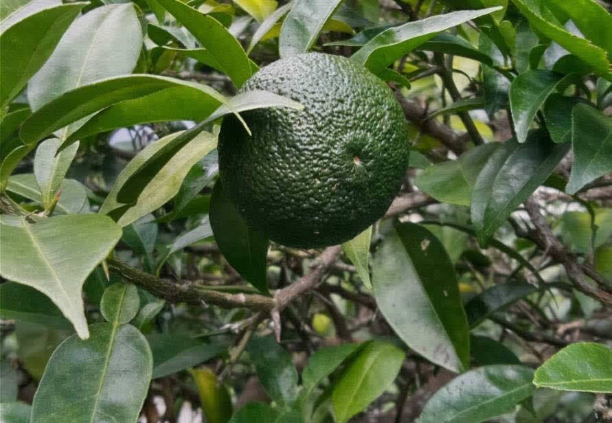 捨てるを活かし 市場に出回らない実生柚子で作る餃子専用のポン酢 Campfire キャンプファイヤー 捨てるを活かし 市場に出回らない実生柚子で作る餃子専用のポン酢 Campfire キャンプファイヤー