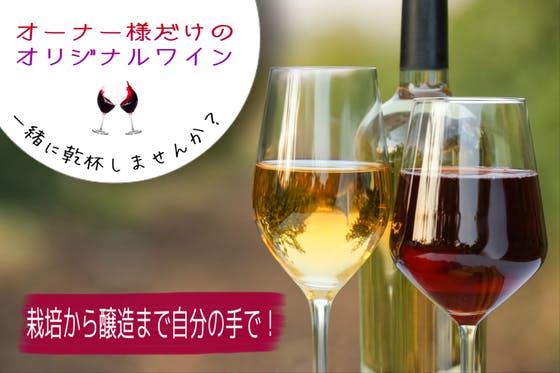 栽培から醸造まで自分の手でu203c︎オリジナルワイン造りは苗木から 