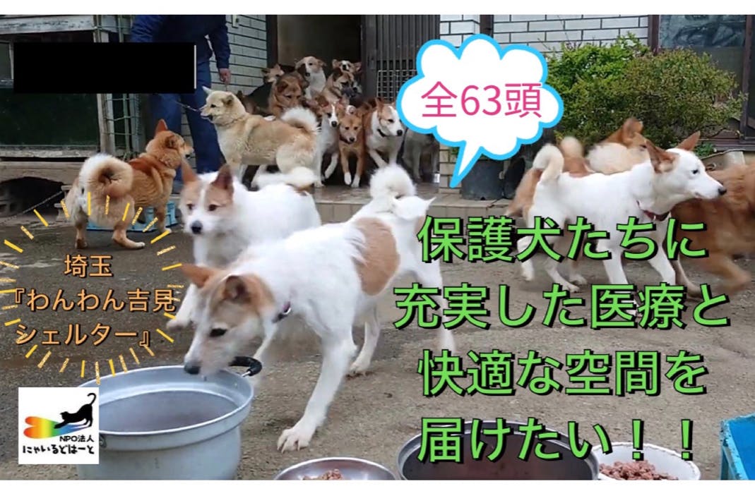 埼玉 わんわん吉見シェルター の保護犬たちに充実した医療と快適な空間を届けたい Campfire キャンプファイヤー