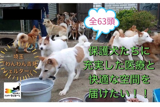 埼玉『わんわん吉見シェルター』の保護犬たちに充実した医療と快適な空間を届けたい！