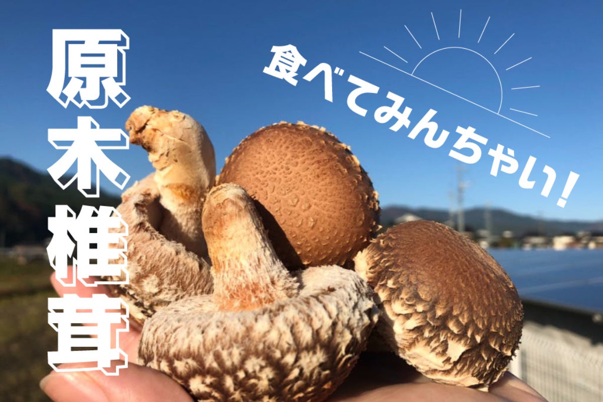 原木椎茸と通して、地元「岡山県津山市加茂町」に元気を - CAMPFIRE