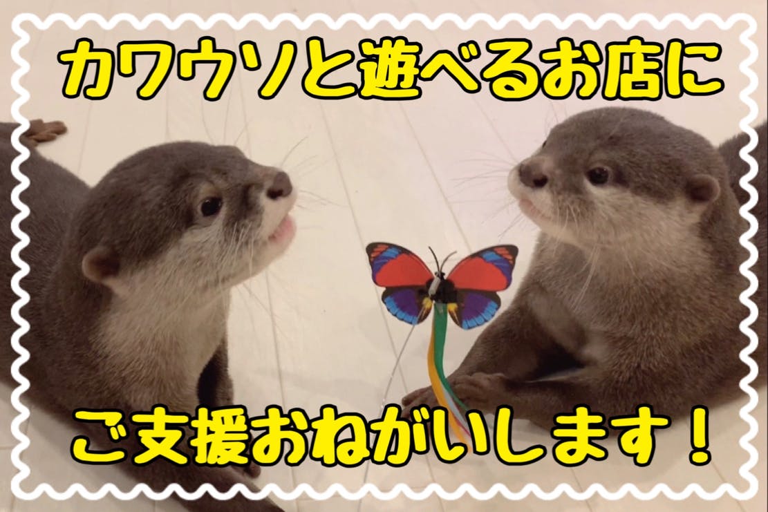 カワウソ達のお店を守ってください！ご支援よろしくお願いします！