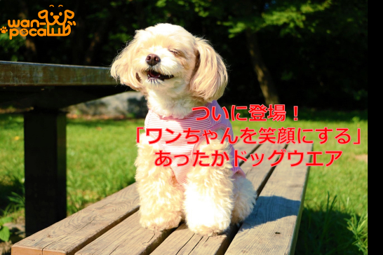 冬のお散歩もポカポカ ワンちゃんを笑顔にするヒートウエア Wan Poca Campfire キャンプファイヤー 冬のお散歩もポカポカ ワンちゃんを笑顔にするヒートウエア Wan Poca Campfire キャンプファイヤー