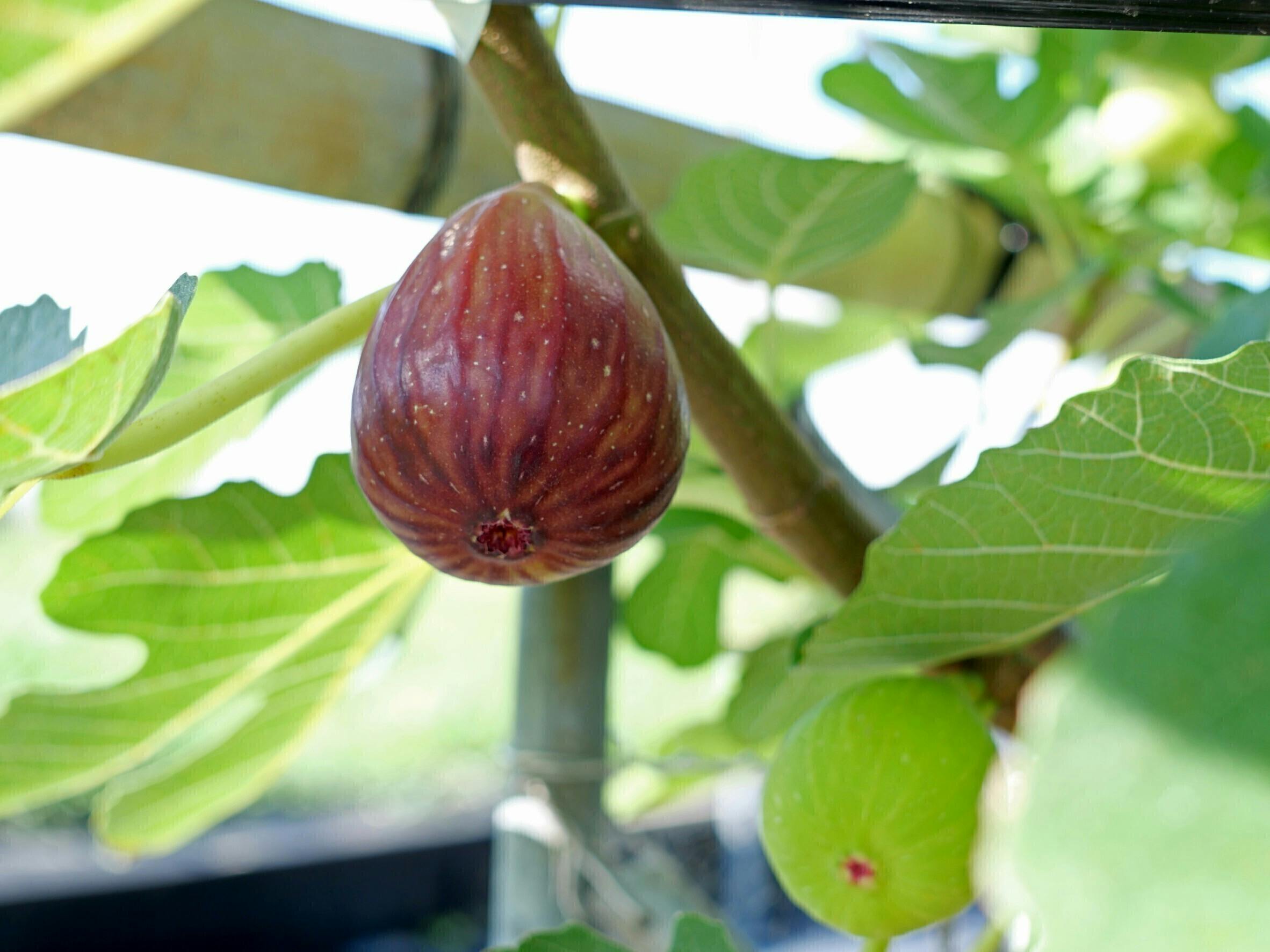 らんさん指定 加工用いちじく 2kg 除草剤不使用 - 果物