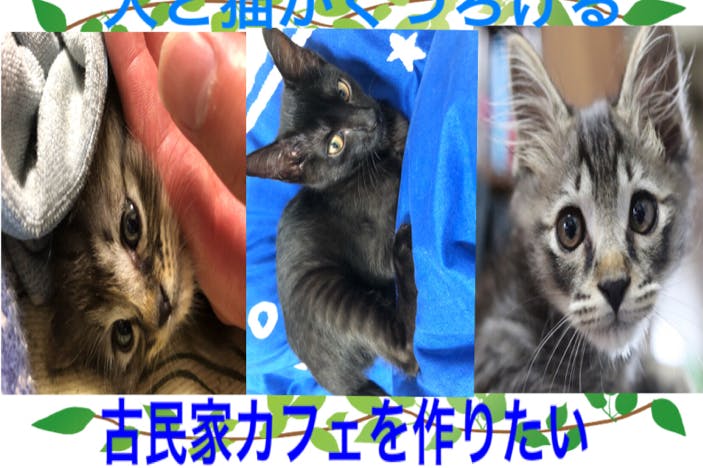 人と猫のための居場所田舎に古民家風保護猫カフェを建てたい Campfire キャンプファイヤー
