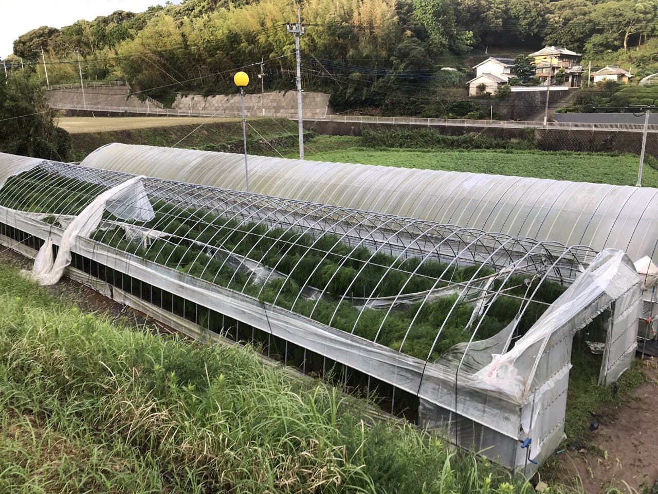 台風14号で被災したビニールハウスを修繕し 皆様に最高のアスパラガスを届けたい Campfire キャンプファイヤー 台風14号で被災したビニールハウスを修繕し 皆様に最高のアスパラガスを届けたい Campfire キャンプファイヤー