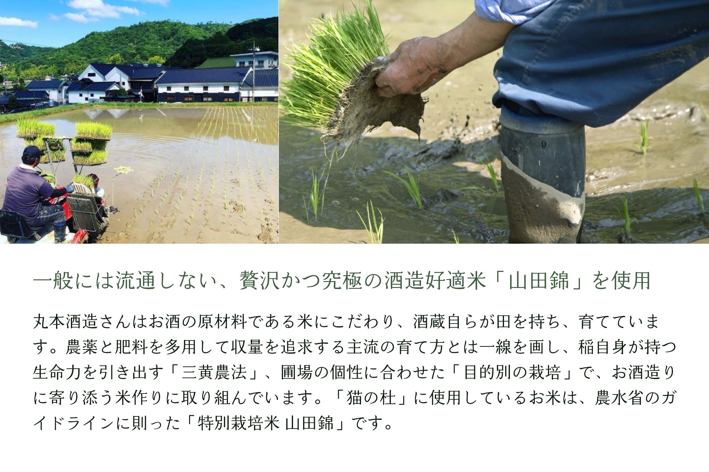 岡山の美味しいお酒とお米で 保護ねこ施設をご支援ください Campfire キャンプファイヤー 岡山の美味しいお酒とお米で 保護ねこ施設をご支援ください Campfire キャンプファイヤー