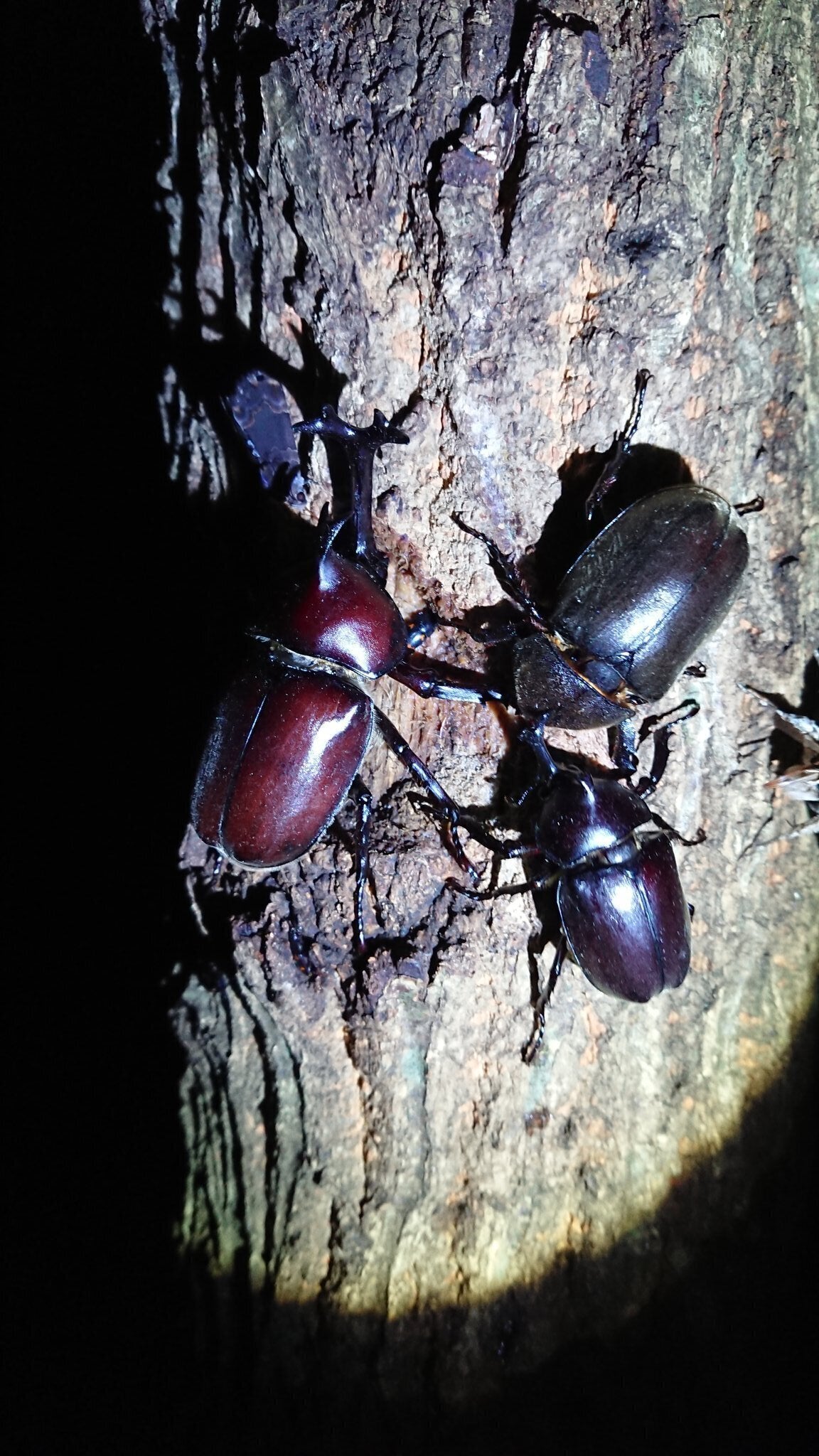 カブトムシ クワガタが棲む管理雑木林づくり In 茨城 城里町 Campfire キャンプファイヤー カブトムシ クワガタが棲む管理雑木林づくり In 茨城 城里町 Campfire キャンプファイヤー