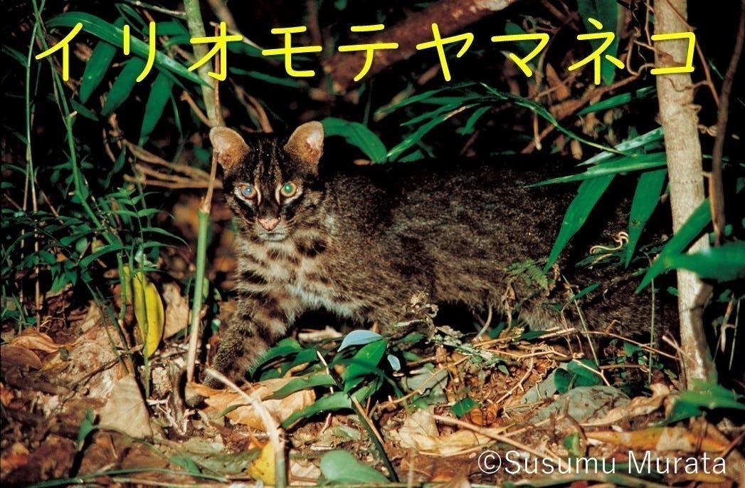 やまねこtシャツを買ってイリオモテヤマネコを守ろう の支援者一覧 Campfire キャンプファイヤー やまねこtシャツを買ってイリオモテヤマネコを守ろう の支援者一覧 Campfire キャンプファイヤー