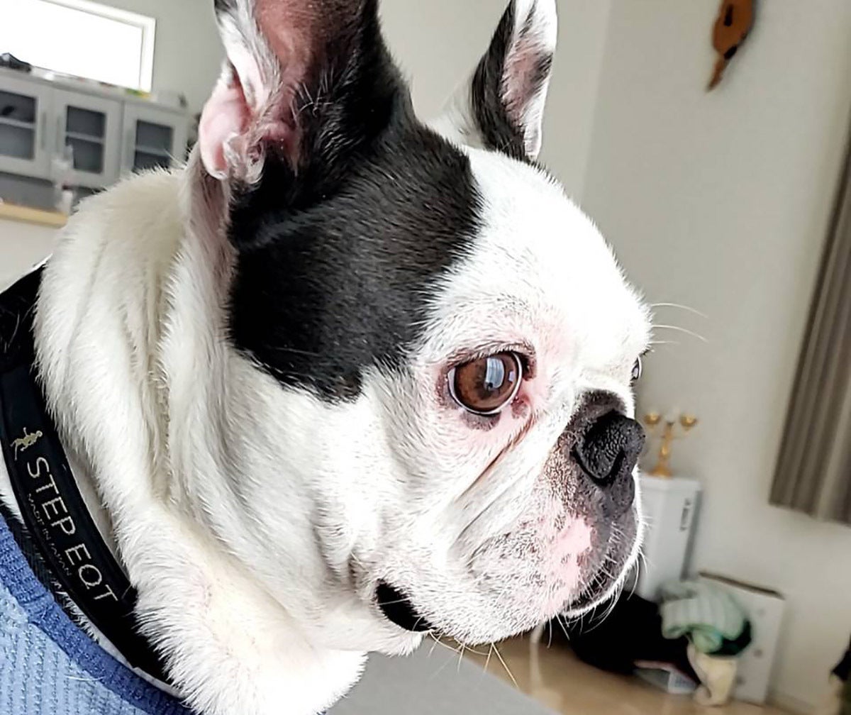航空宇宙技術の中で生まれた「歩けるくん」 シニア犬の歩行をサポート