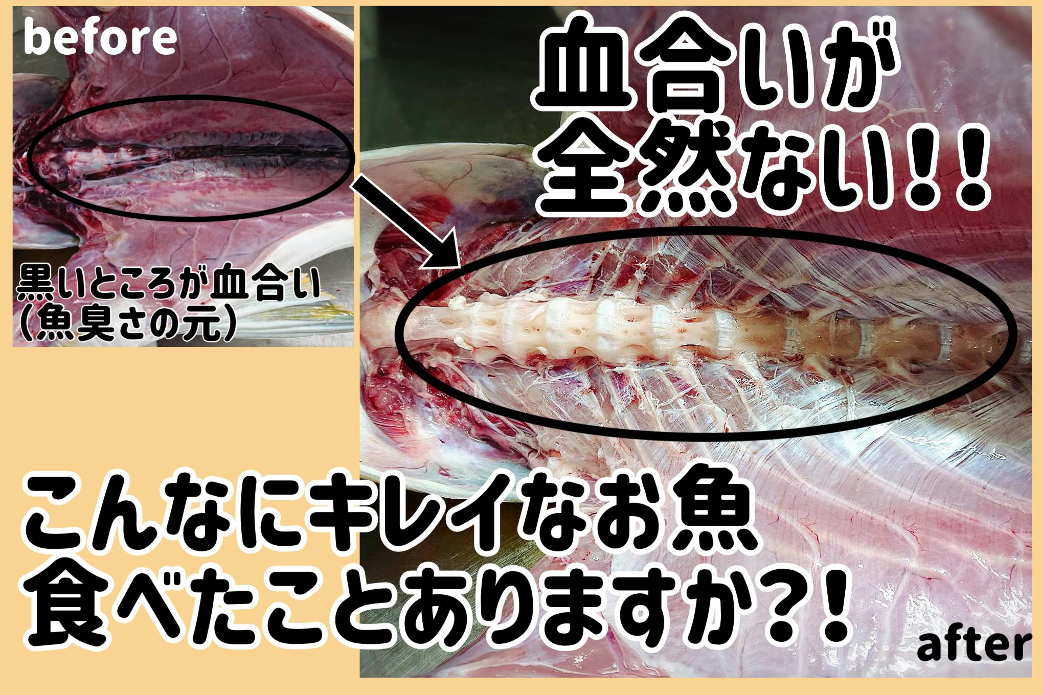 CAMPFIRE　コロナ禍で長崎の伝統漁が消滅危機！！　(キャンプファイヤー)