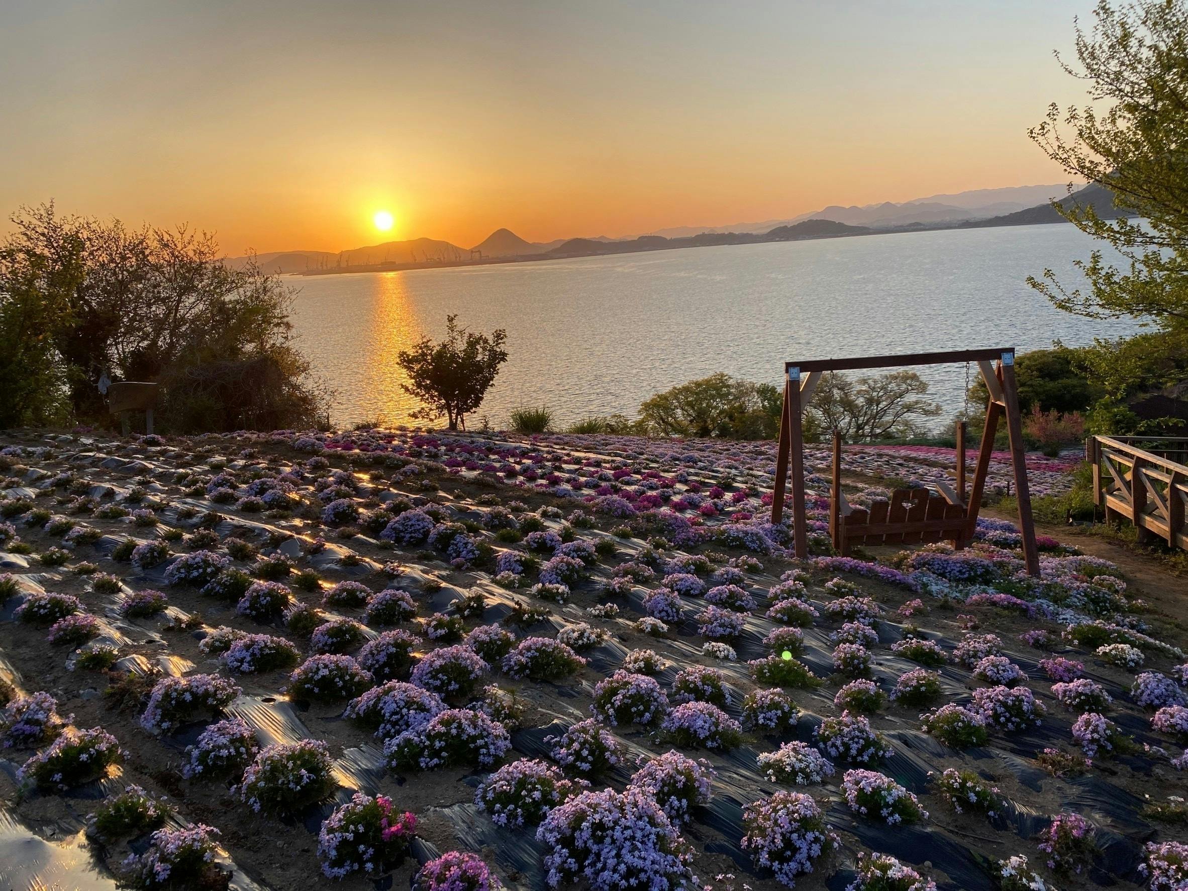 天空の花畑in志々島 の花畑を守り 多くの方にゆっくり楽しんでいただきたい Campfire キャンプファイヤー 天空の花畑in志々島 の花畑を守り 多くの方にゆっくり楽しんでいただきたい Campfire キャンプファイヤー