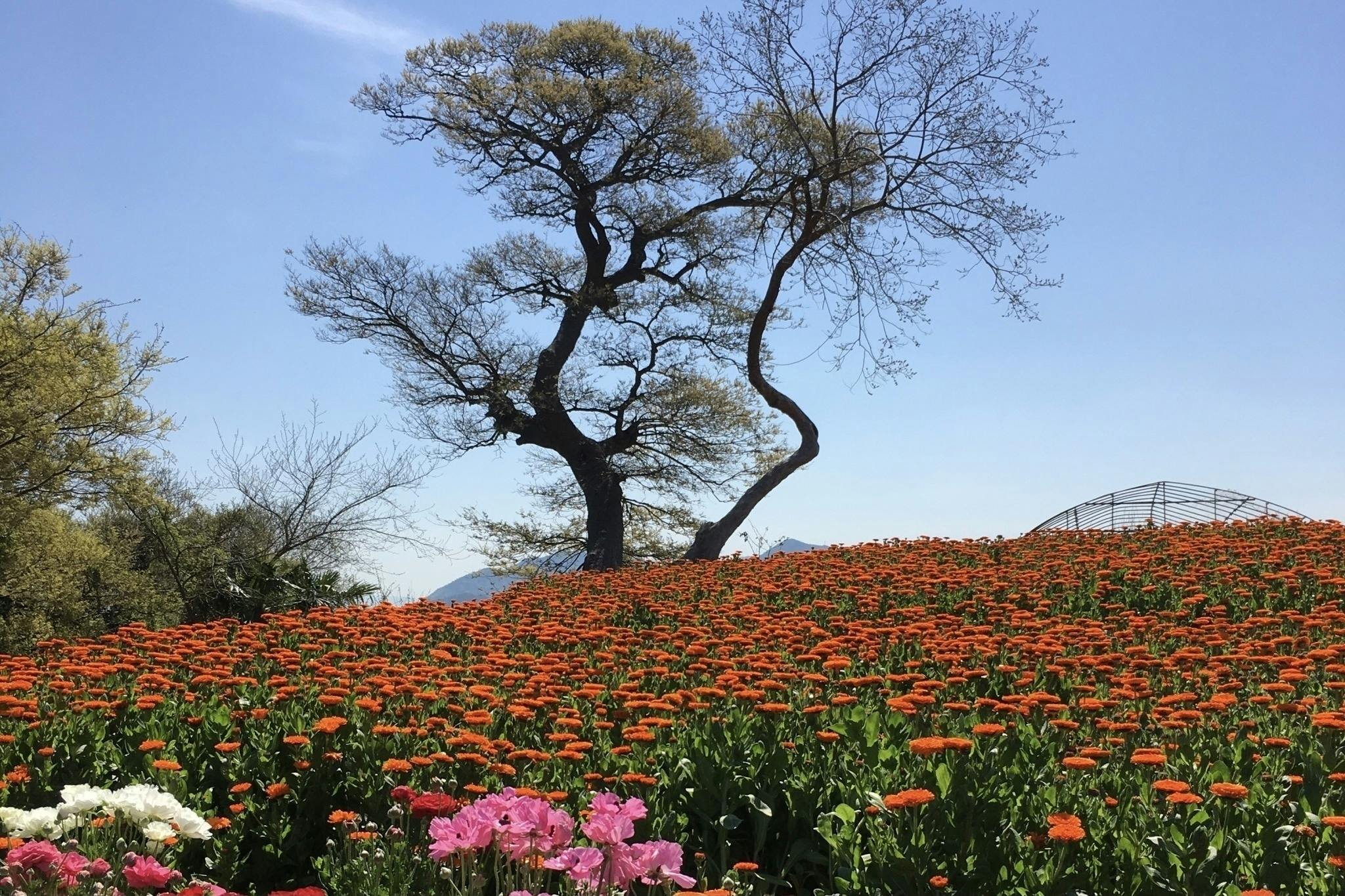 天空の花畑in志々島 の花畑を守り 多くの方にゆっくり楽しんでいただきたい Campfire キャンプファイヤー 天空の花畑in志々島 の花畑を守り 多くの方にゆっくり楽しんでいただきたい Campfire キャンプファイヤー