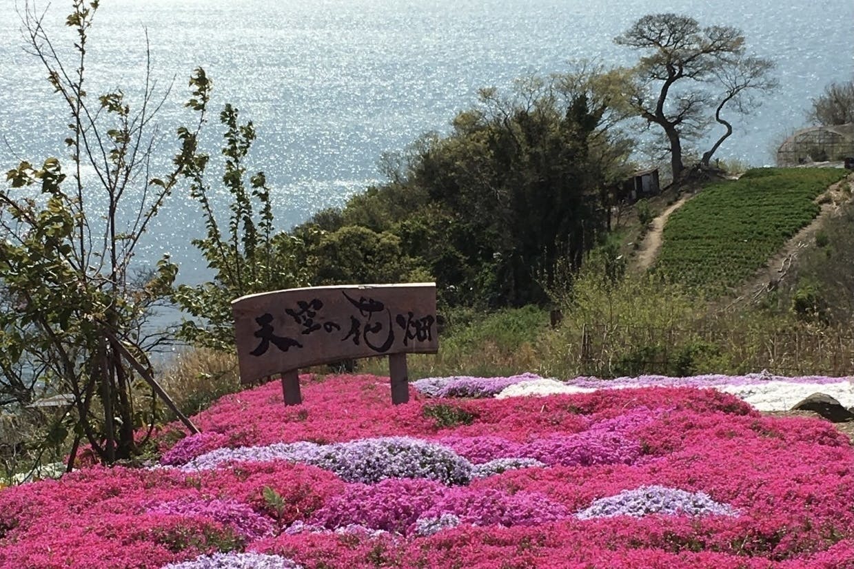 天空の花畑in志々島 の花畑を守り 多くの方にゆっくり楽しんでいただきたい Campfire キャンプファイヤー 天空の花畑in志々島 の花畑を守り 多くの方にゆっくり楽しんでいただきたい Campfire キャンプファイヤー