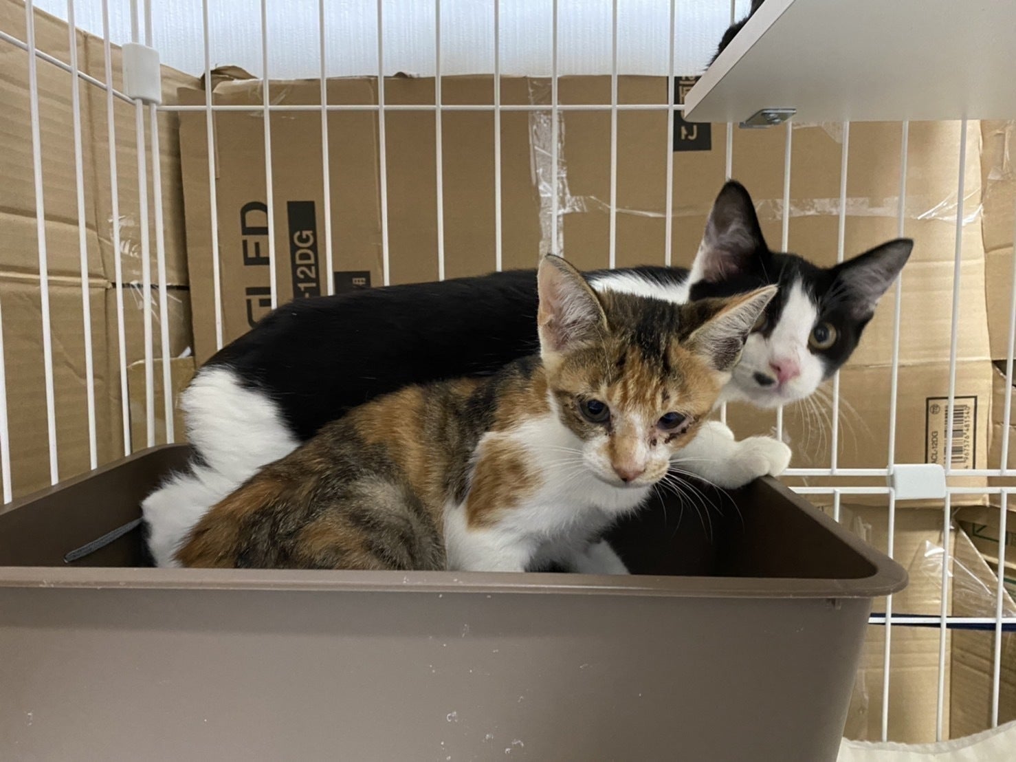 5番目のメイン画像