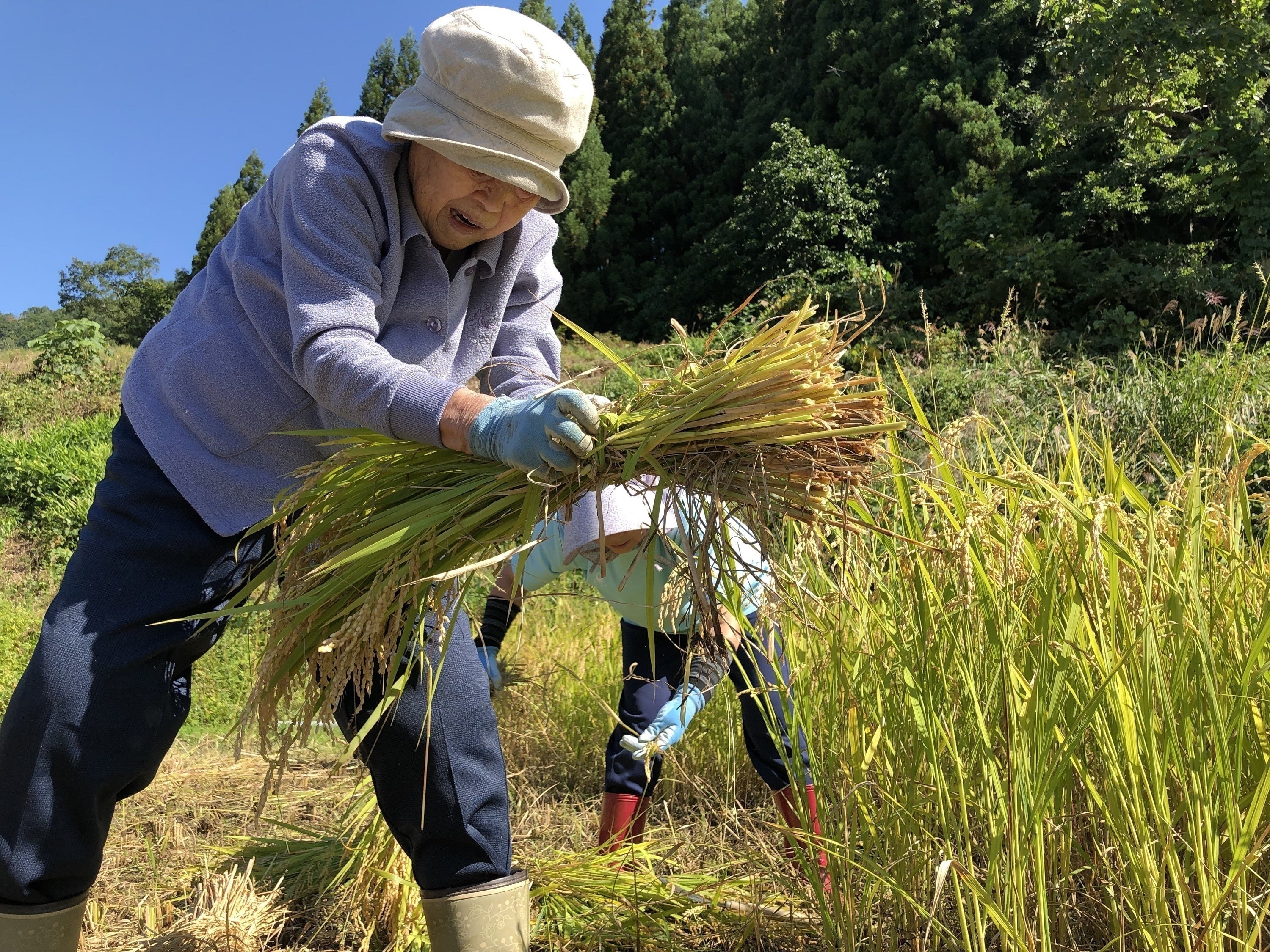 少子高齢化の農村 「先人の知恵」のとびっきり美味しいお米を全国に