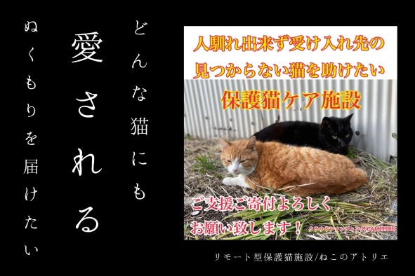 猫の 本気噛み と 甘噛み の違いとは 注意点や気を付けるべきこと ねこちゃんホンポ