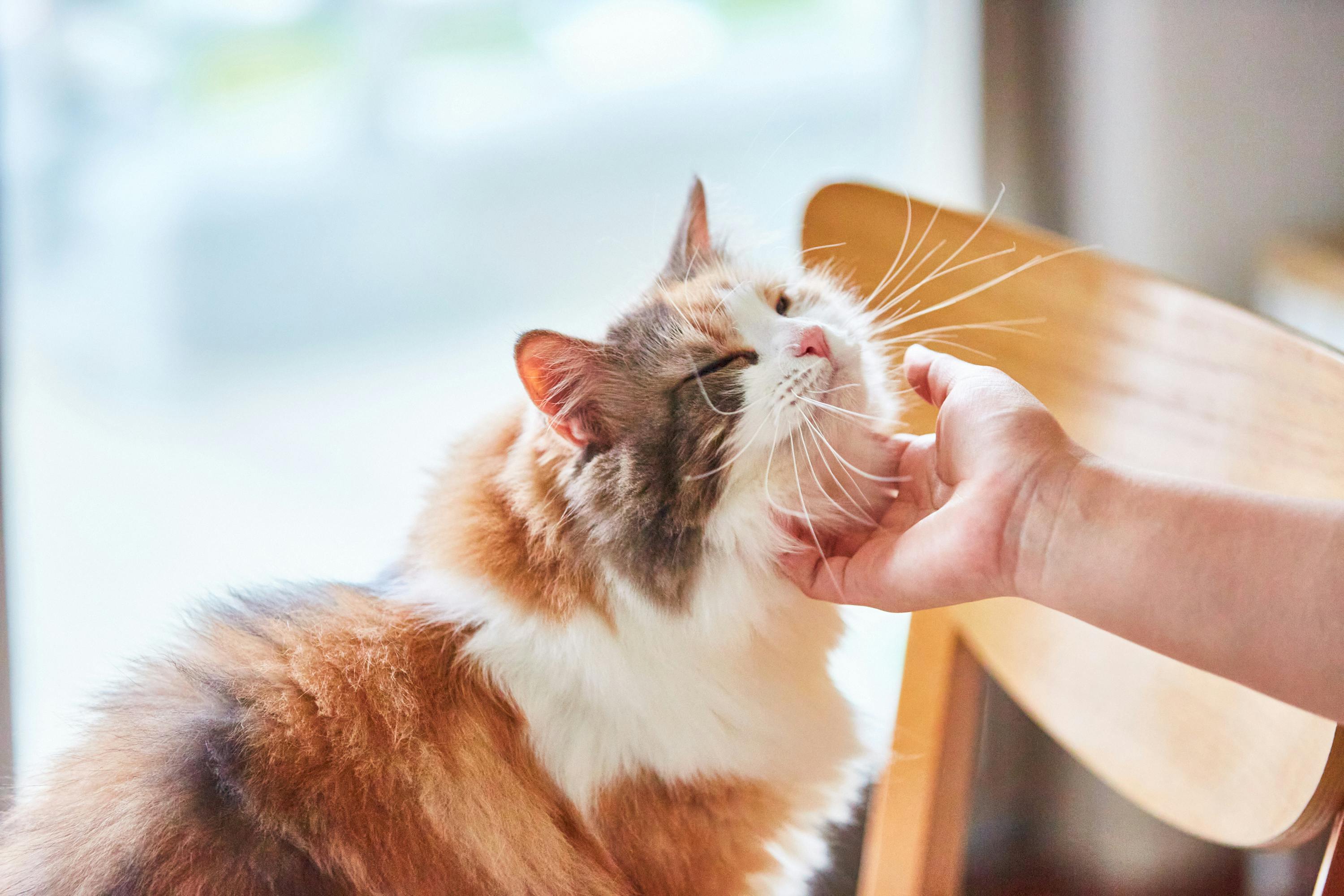 捨てられるいのちを減らし 猫の笑顔を増やしていく 森のごちそう誕生 Campfire キャンプファイヤー 捨てられるいのちを減らし 猫の笑顔を増やしていく 森のごちそう誕生 Campfire キャンプファイヤー