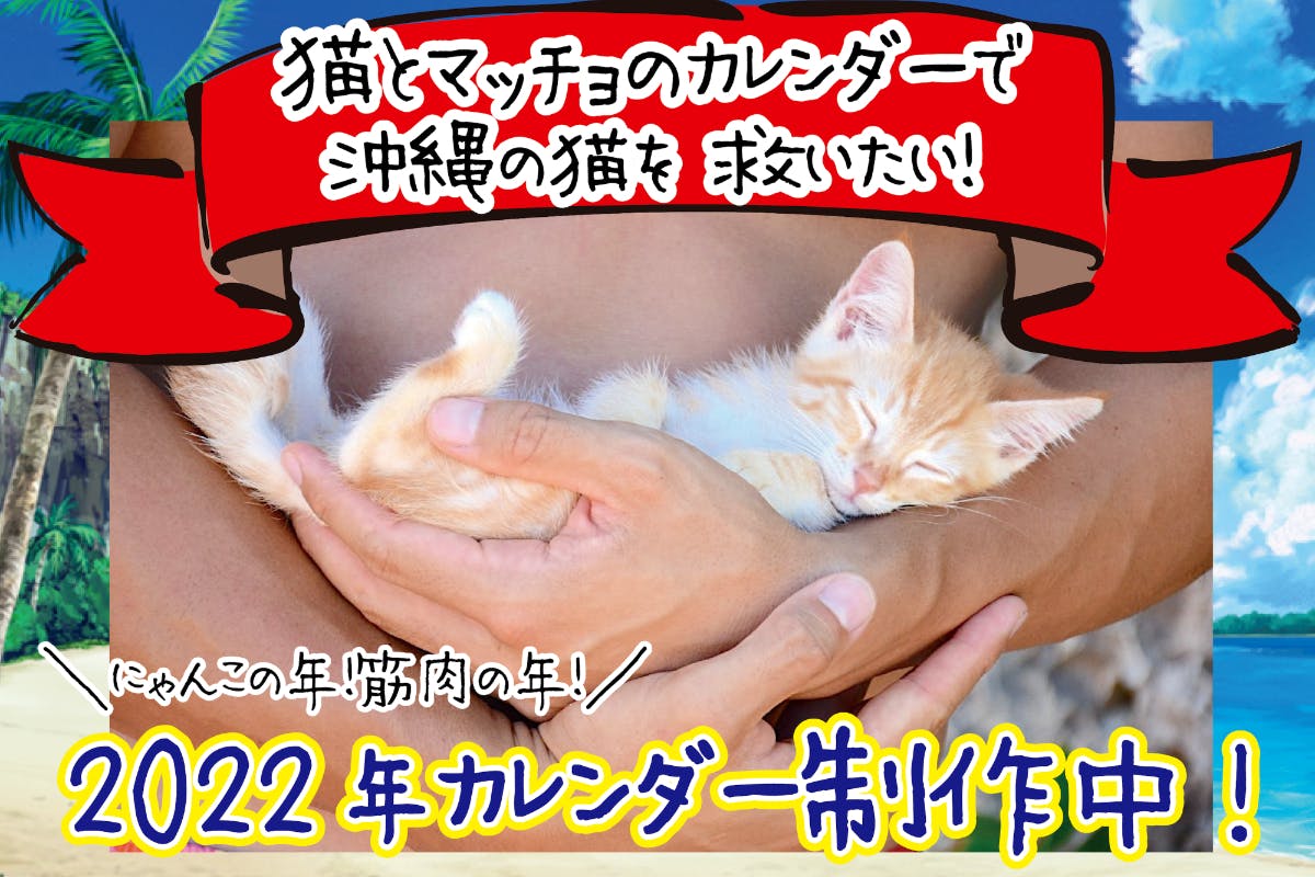 猫とマッチョのカレンダーを作って沖縄の猫たちを救いたい Campfire キャンプファイヤー