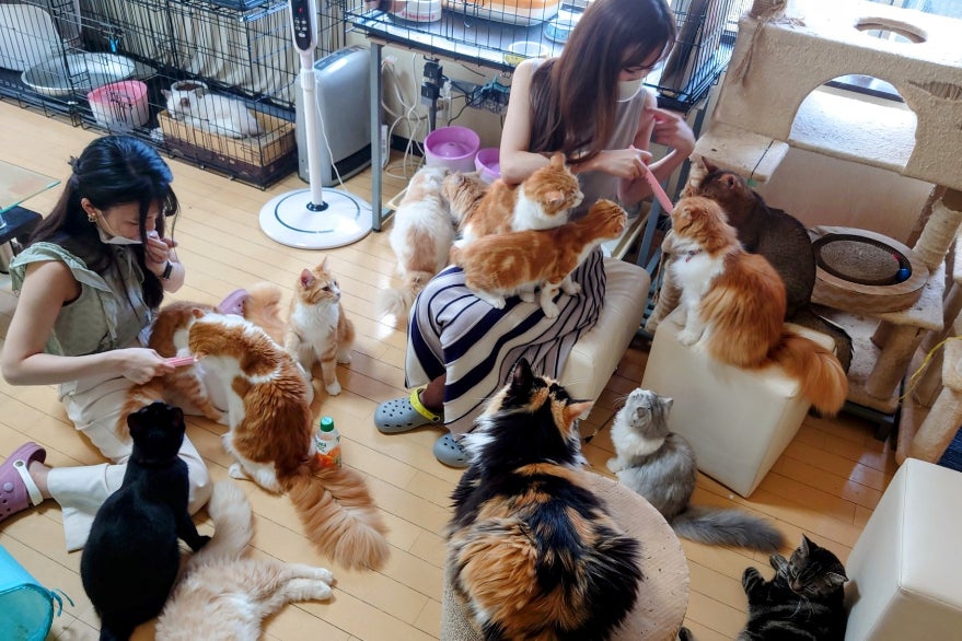 真菌を発症した猫たちを救ってください Campfire キャンプファイヤー