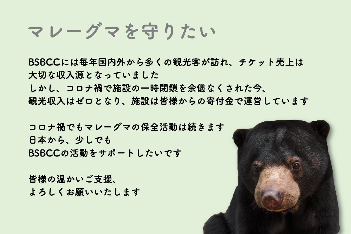 世界最小のクマ ボルネオ島のマレーグマを守りたい Campfire キャンプファイヤー 世界最小のクマ ボルネオ島のマレーグマを守りたい Campfire キャンプファイヤー