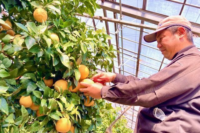 浜松市】日本一の「国産グレープフルーツジュース」を作りたい